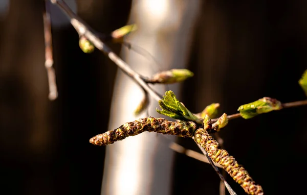 Fioritura Primavera Betulla Russa Uno Sfondo Scuro Sfocato Con Una — Foto Stock