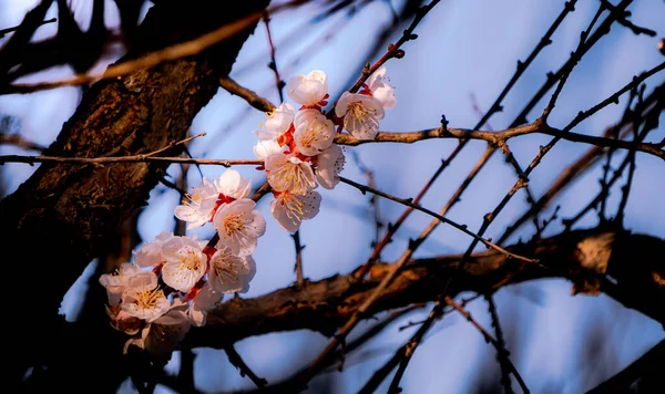 Osamělá Krásná Větev Kvetoucí Meruňky Pozadí Sušeného Stromu — Stock fotografie