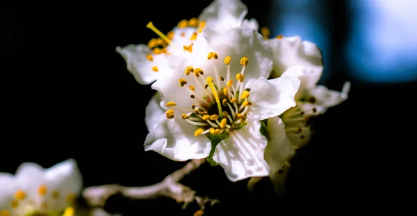 Très Belle Fleur Prune Sur Fond Sombre Déconcentré — Photo