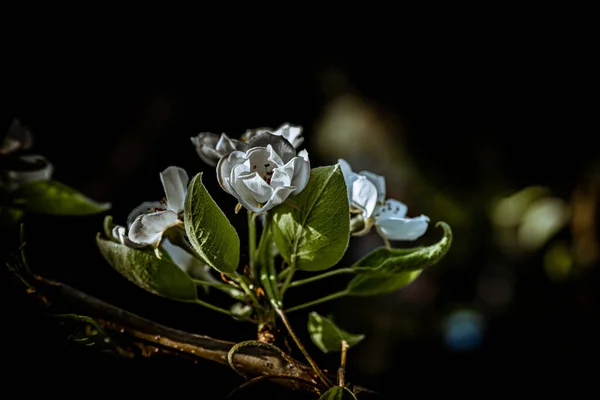 Hermosos Brotes Una Pera Flor Sobre Fondo Borroso — Foto de Stock