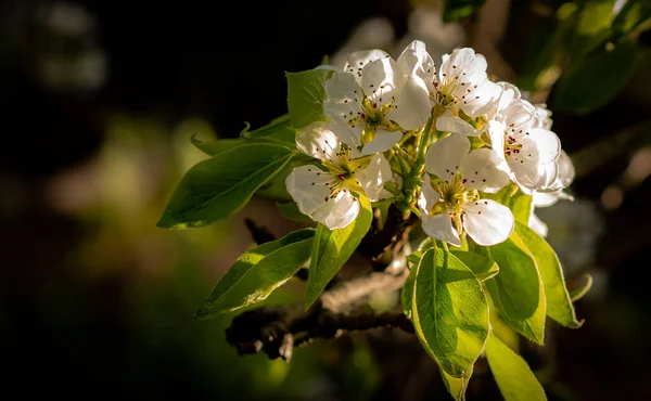 Beautiful Buds Blossoming Pear Blurry Background — Stock Photo, Image