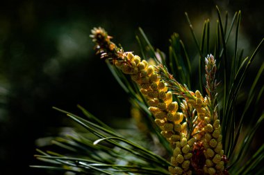 Bulanık bir arka planda parlak ve sulu bir çam ağacı filizleri