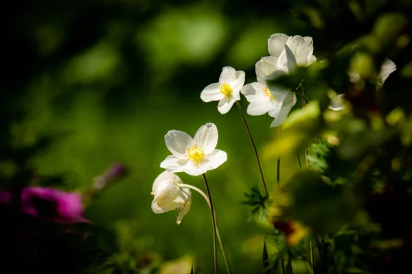 Lovely White Canadian Anemones Rozmytym Tle Ogród — Zdjęcie stockowe