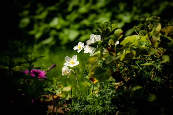 Bella Bianco Anemoni Canadesi Uno Sfondo Giardino Sfocato — Foto Stock