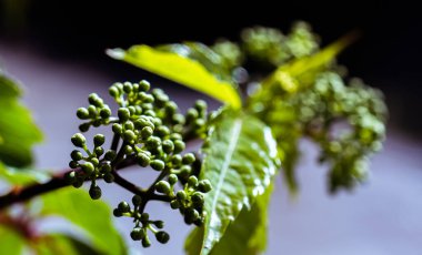 Odaklanmamış arka planda yabani kızın üzümlerinin açılmamış çiçek tomurcukları.
