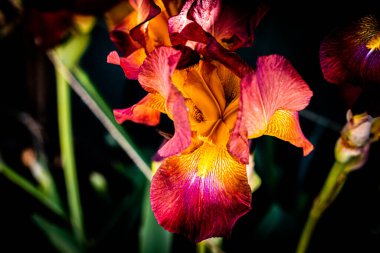 Bulanık arkaplanda sarı-kırmızı iris çiçekleri