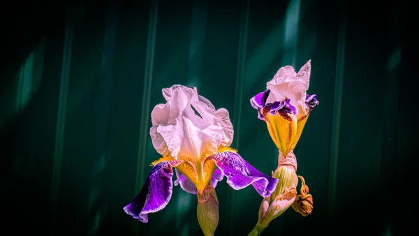 Hermosas Flores Iris Azul Blanco Sobre Fondo Neutro Borroso —  Fotos de Stock