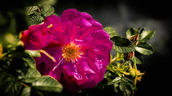 Gros Plan Fleur Rosehip Sur Fond Foncé Défocalisé — Photo