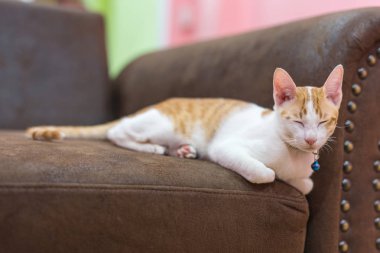 Kanepede uyuyan güzel kedi