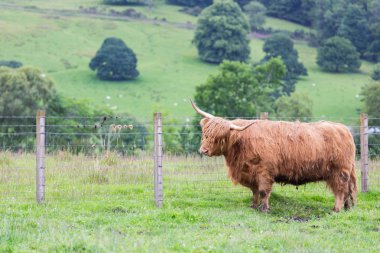 Highland bir grupta yürüyüş sığır.