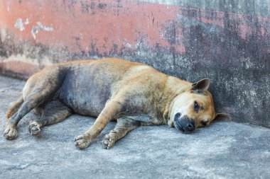 Uyuz köpek yolda uyku.