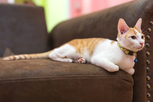 Krásná Kočka Ležící Podlézavý Pohovce — Stock fotografie