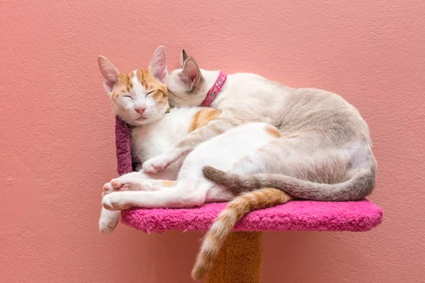 Dvě Kočky Spí Objímání Posteli — Stock fotografie