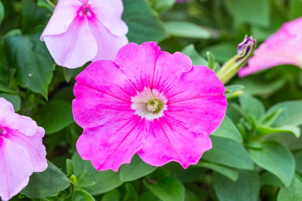 Rosa Rosa Campion Flor — Foto de Stock