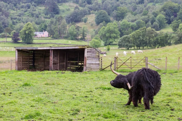 Black Highland Cattle Playing Farm — Stock Photo, Image