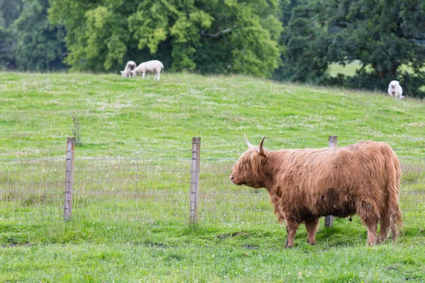 Highland Cattle Walking Farm — Stock Photo, Image