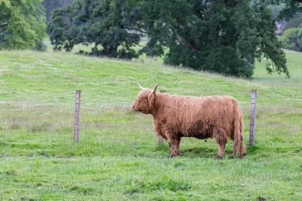 Vită Neagră Highland Care Joacă Într Fermă — Fotografie, imagine de stoc