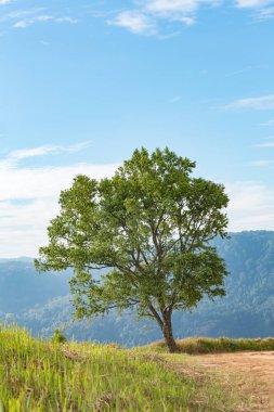 Mavi gökyüzü üzerinde büyük bir ağaç.