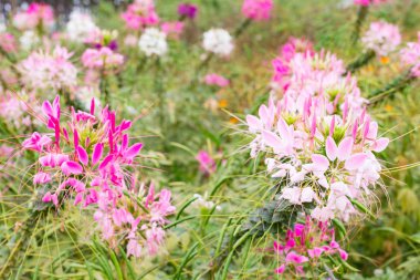 Cleome çiçek ya da güzel bir bahçe içinde örümcek çiçek (Cleome spinosa).