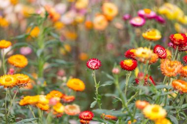 Ebedi, Strawflower (Xerochrysum bracteatum). Üstten Görünüm stili kullanarak alınan.