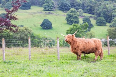 Highland bir grupta yürüyüş sığır.