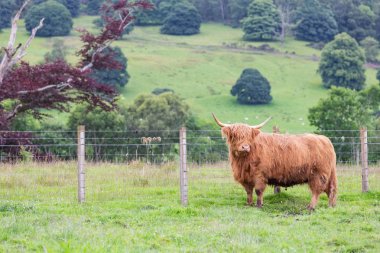 Highland bir grupta yürüyüş sığır.