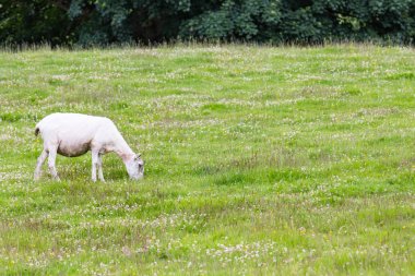 Doğa yeşil çayır koyun.