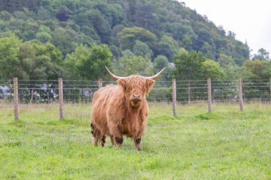 Highland bir grupta yürüyüş sığır.