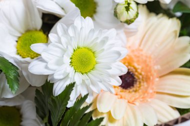 Beyaz kasımpatı çiçeği yakın çekim Sarı Gül ve pembe karanfil.