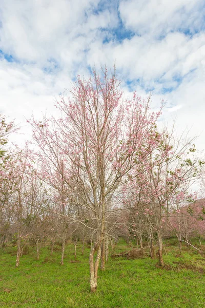 野生ヒマラヤ タイでの朝の光のツリーの桜 — ストック写真