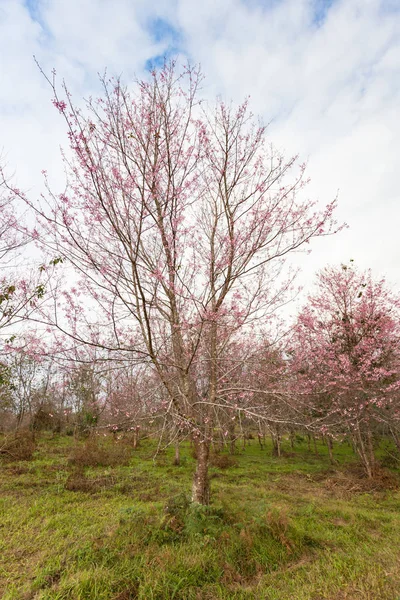 野生ヒマラヤ タイでの朝の光のツリーの桜 — ストック写真