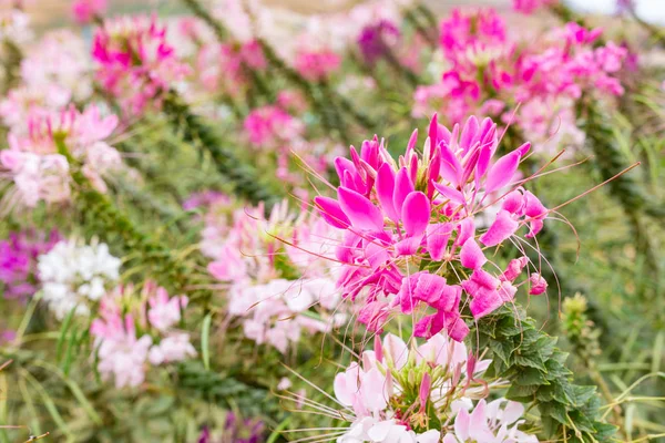 Cleome Çiçek Güzel Bir Bahçe Içinde Örümcek Çiçek Cleome Spinosa — Stok fotoğraf