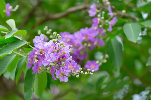 Lagerstroemia Floribunda Oder Kedah Bungor Tree — Stockfoto