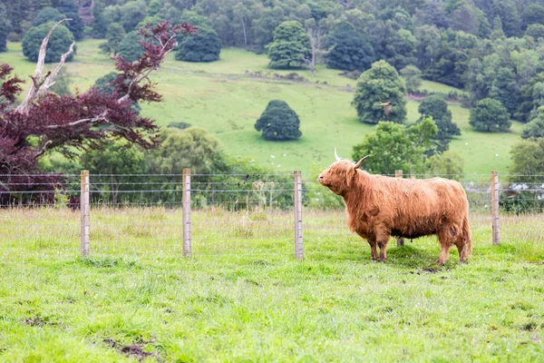 Brown Highland Cattle Walking Farm — Stock Photo, Image