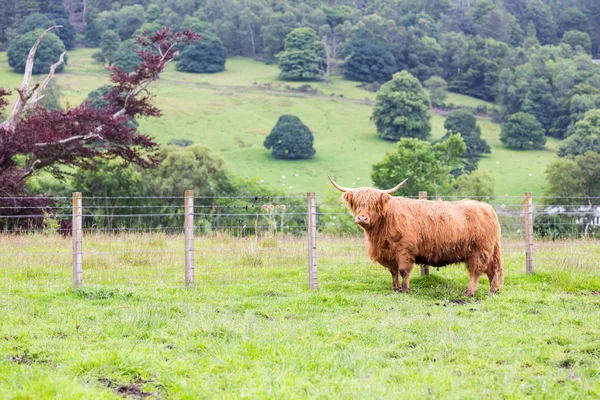 Brown Highland Cattle Walking Farm — Stock Photo, Image