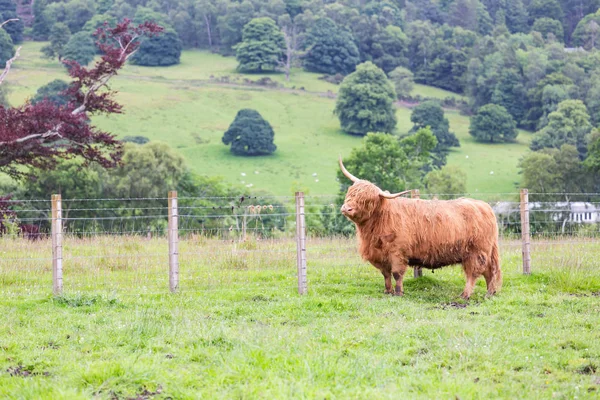 Highland Cattle Walking Farm — Stock Photo, Image