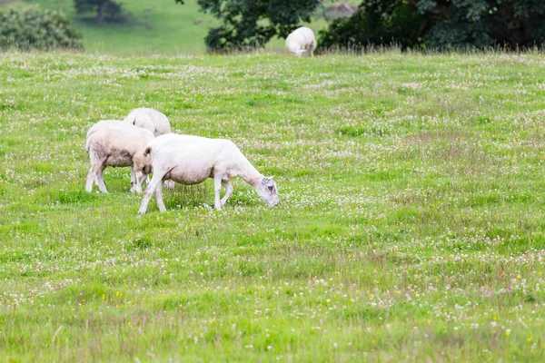 Ovelhas Natureza Prado Verde — Fotografia de Stock