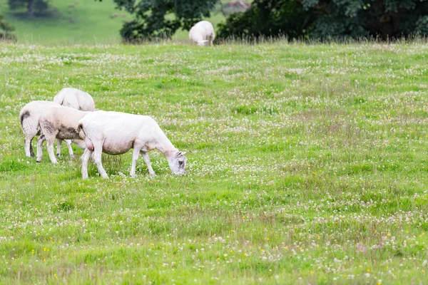 Sheeps Nature Green Meadow — Stock Photo, Image