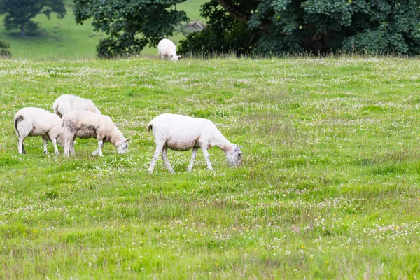 Sheep Nature Green Meadow — Stock Photo, Image