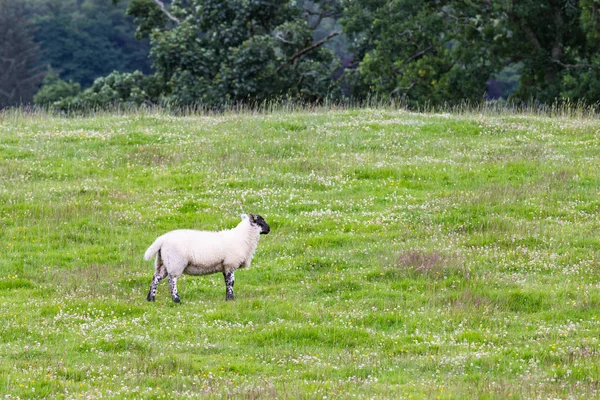 自然緑の牧草地に羊 — ストック写真