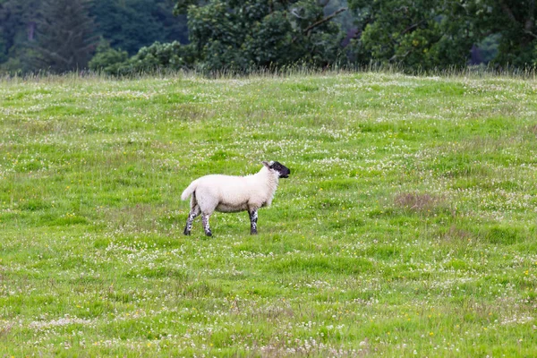 Sheep Nature Green Meadow — Stock Photo, Image