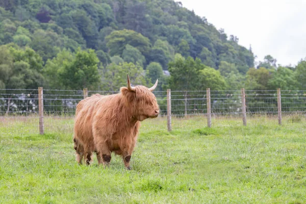 ファーム内を歩く高原牛 — ストック写真