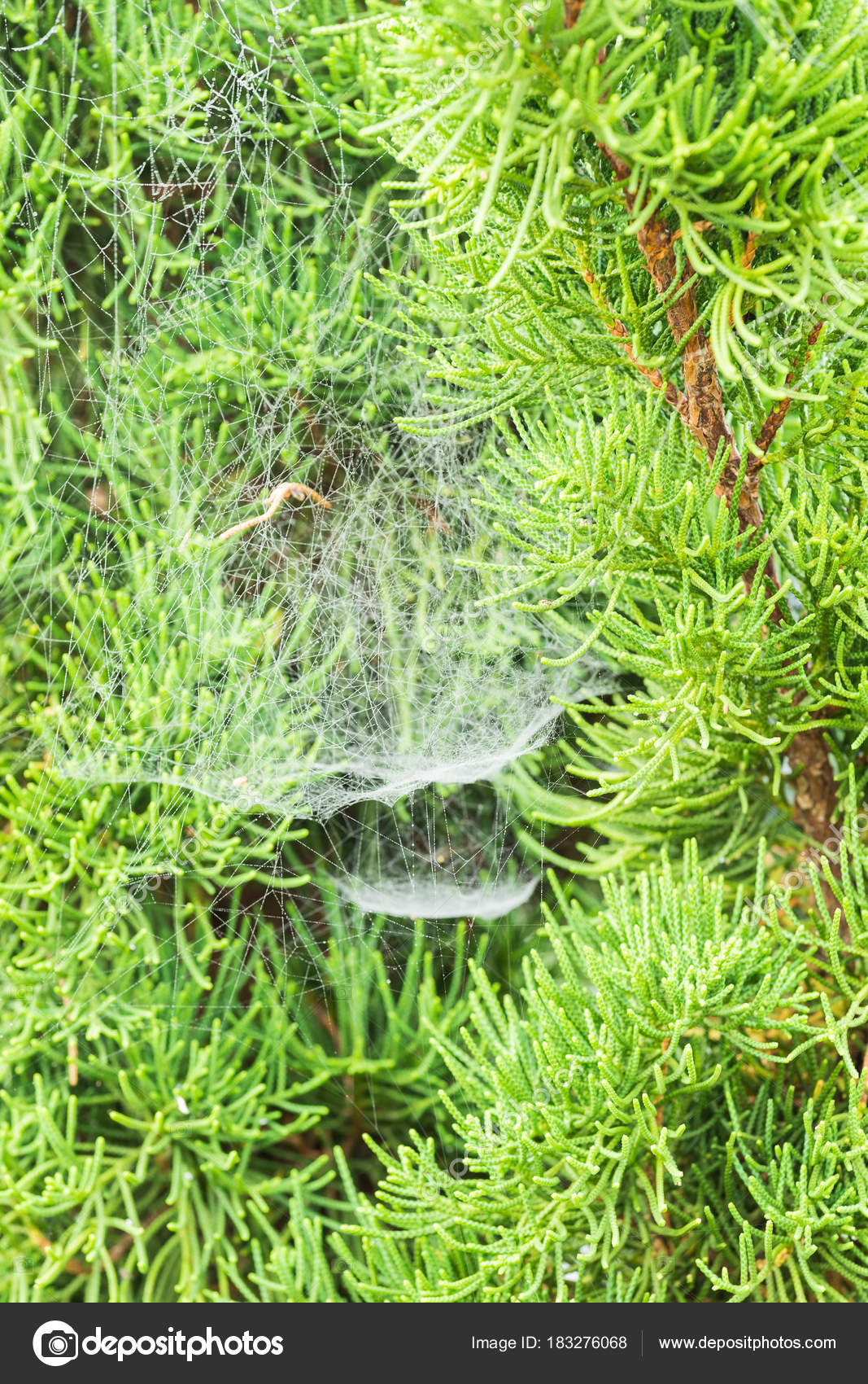 Pine Tree Wrapping With Spider Web Stock Photo Image By C Yoshiki Maruko 183276068