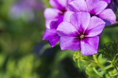 Bir mor Hibiscus çiçek