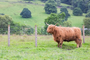 Highland bir grupta yürüyüş sığır.