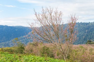 Vahşi Himalaya Tayland ağacında sabah ışığı tarihinde kirazlı.