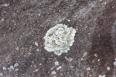 rock tarihinde mantarlar