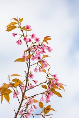 Vahşi Himalaya Tayland ağacında sabah ışığı tarihinde kirazlı.