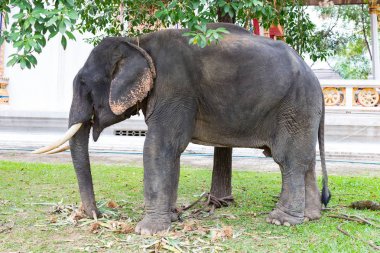 Asya filin bir ağacın altında çim yeme yakın çekim.
