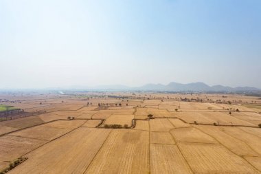 Çeltik hasat sonra alanları.